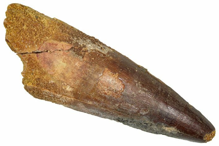 Fossil Spinosaurus Tooth - Real Dinosaur Tooth #373768